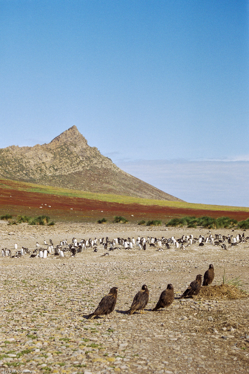 Steeple Jason, The Falklands