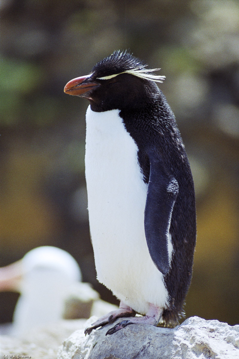 New Island, The Falklands