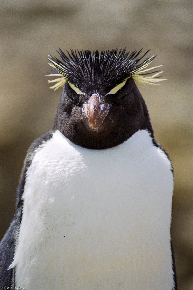 New Island, The Falklands