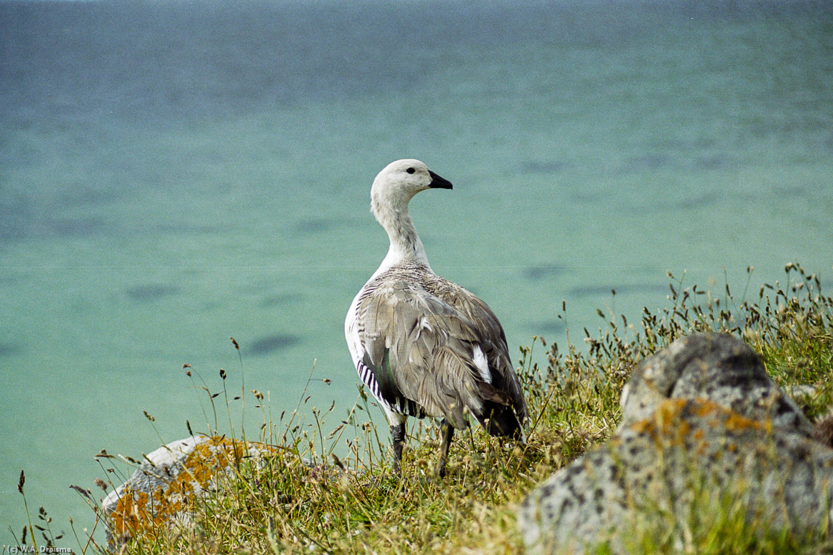 Westpoint Island, The Falklands