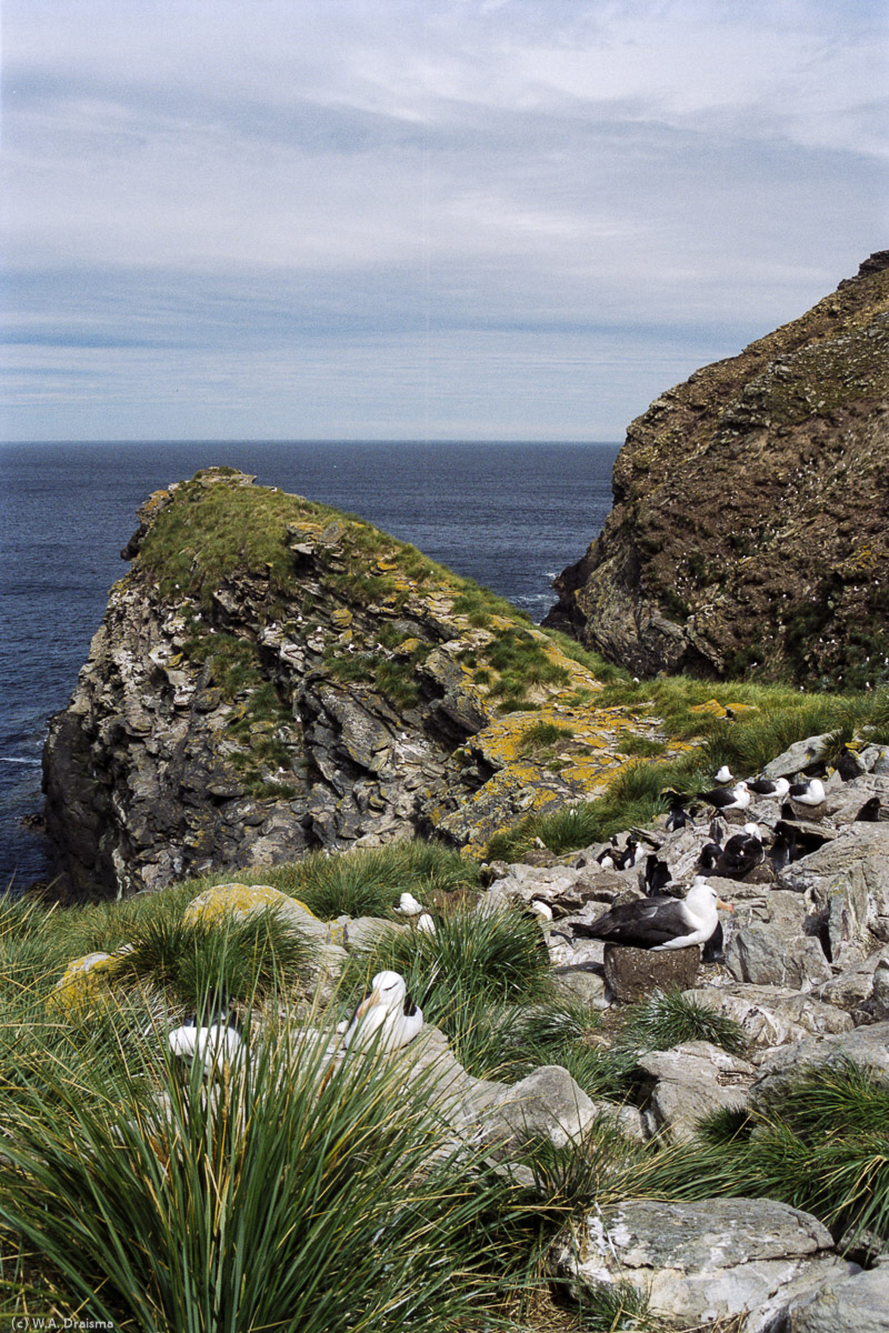 Westpoint Island, The Falklands