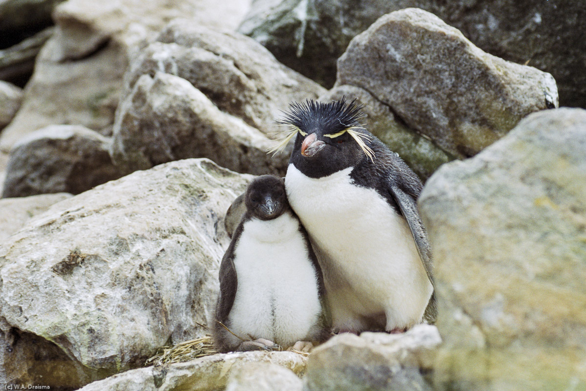 New Island, The Falklands