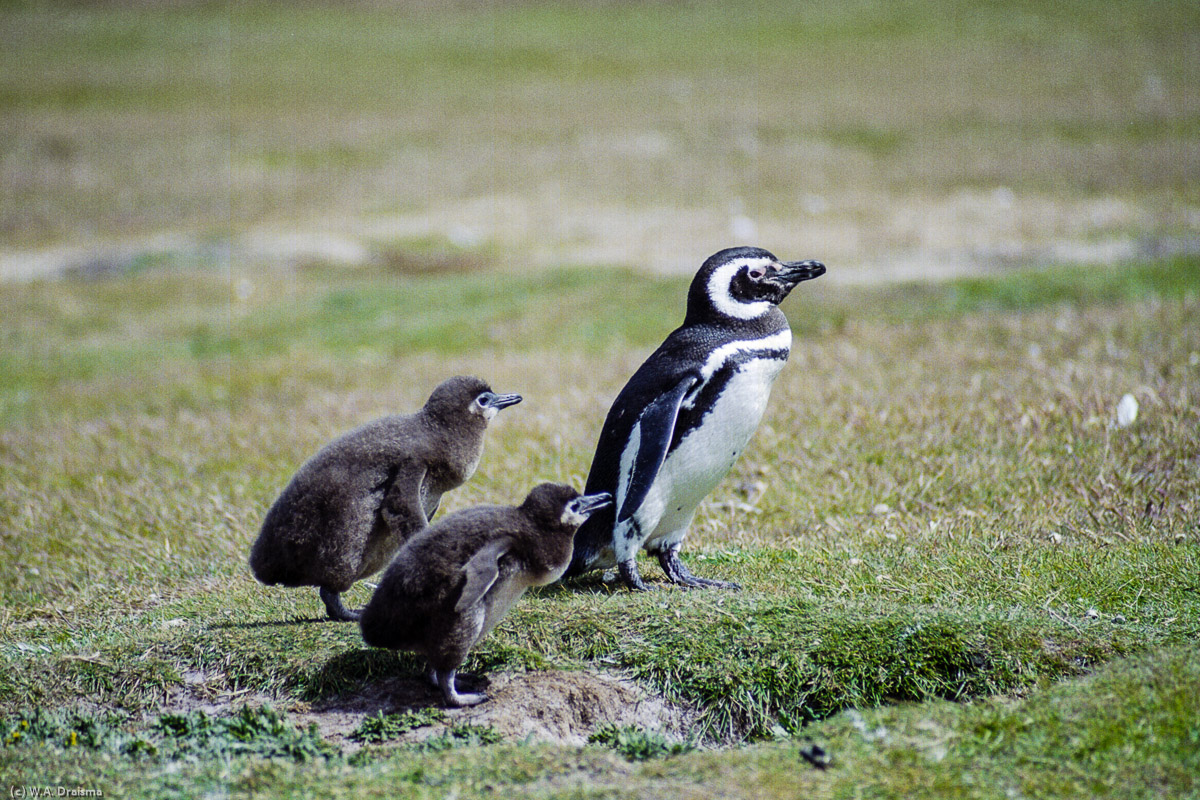 Carcass Island, The Falklands