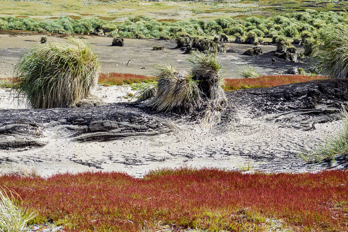 Carcass Island, The Falklands