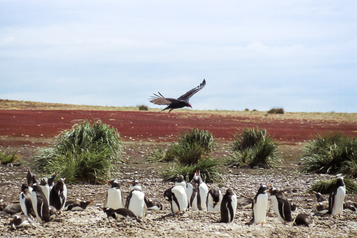 Steeple Jason, The Falklands