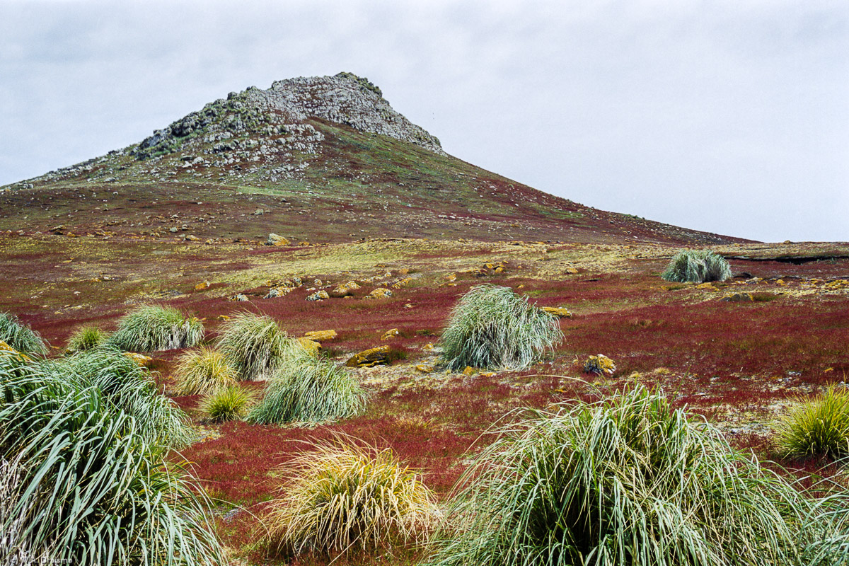 Steeple Jason, The Falklands