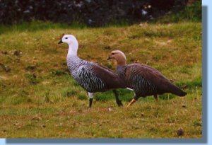 A pair of Cauquéns, or upland geese