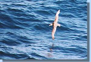 A giant petrel gliding above the waves
