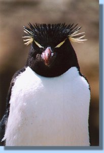 A rockhopper penguin