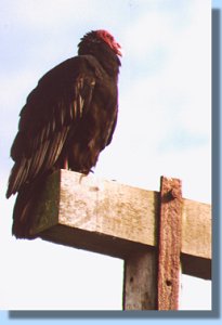 A turkey vulture watching the scene