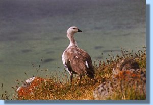 A male upland goose