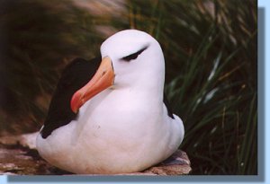 A black-browed albatros breeding