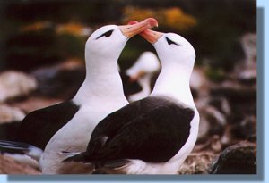 A pair of black-browed albatros in courtship display