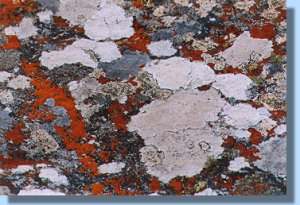 Lichen covered rocks dot the fields