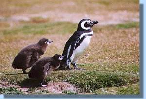 A magellanic penguin with its two chicks
