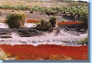 Red weed carpets the interior of the island