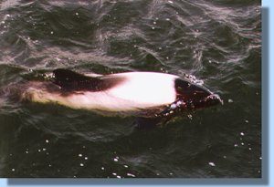 A Commerson's dolphin swimming alongside the zodiac
