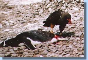 A caracara "working" on an adult gentoo