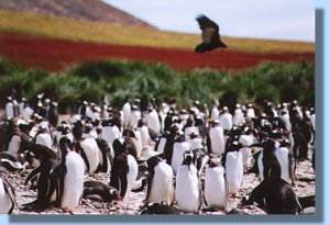 The gentoo colony