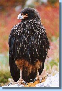 A striated caracara, or Johnny Rook, in full display