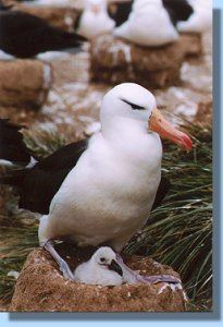 A black-browed albatross on its nest