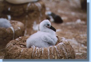 This black-browed albatross chick is old enough to be left alone while its parents are out feeding