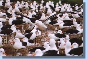 Just a few of the tens of thousands of black-browed albatrosses in the colony