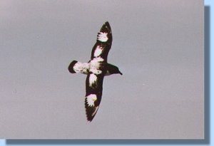 A pintado petrel