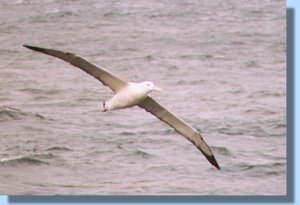 A wandering albatross