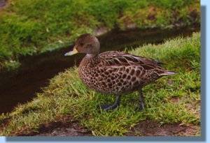 A South Georgia pintail