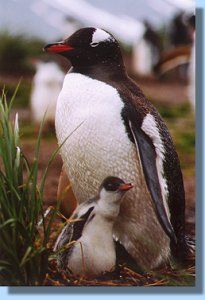 A gentoo penguin with chick