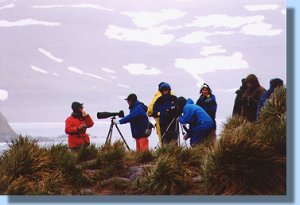 A perfect spot to view the displaying albatrosses