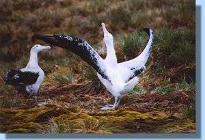 A male wandering albatross in full display