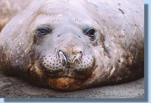 An elephant seal resting on the beach