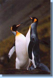 Two male king penguins beating each other with their wings