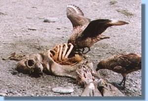 Two skuas trying to locate the last pieces of meat on a fur seal's carcass