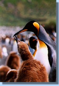A king penguin feeding its young
