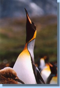 A king penguin while trumpeting