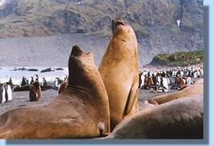 Two male elephant seals practicing for the time they have to fight their competitors