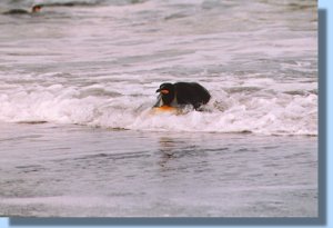 A king coming ashore