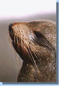 A fur seal