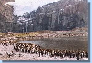 King penguins surround the glacial lake below the Bertrab glacier