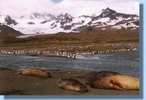 Elephant seals rest on the beach