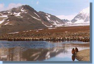 Part of the huge colony of king penguins in St. Andrews Bay