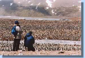 A small fraction of the more than 300,000 king penguins