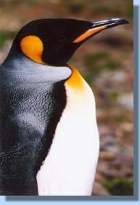 A king penguin in close up