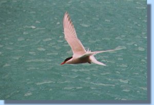 An Antarctic tern fishes in the lee of the Risting glacier