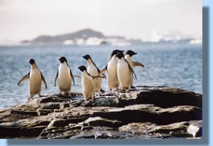 A group of Adélies hesitating at the waterfront