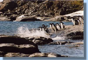 All of a sudden they all jump into the water