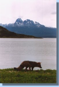 A fox at Bahía Ensenada in Tierra del Fuego NP